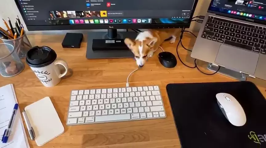 Prévia de Tiny Corgi Ar Desk Adventure